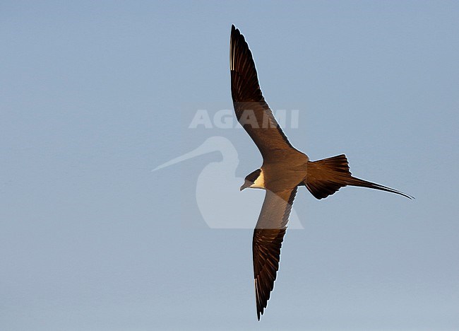 Adult Long-tailed Skua (Stercorarius longicaudus) in flight over the arctic tundra of the Indigirka delta in Russia. stock-image by Agami/Chris van Rijswijk,