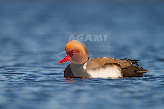 Red-crested Pochard - Kolbenente - Netta rufina, Germany, adult male stock-image by Agami/Ralph Martin,