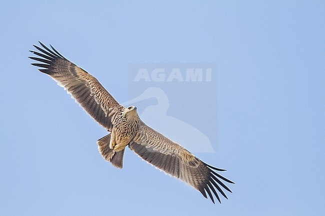 Eastern Imperial Eagle - Kaiseradler - Aquila heliaca, Oman, 2nd cy stock-image by Agami/Ralph Martin,