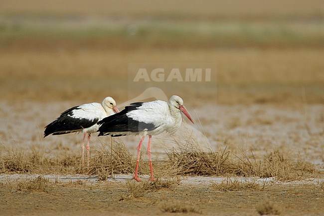 Ooievaars op trek, White Stork on migration stock-image by Agami/Daniele Occhiato,