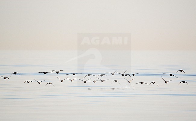 Zwarte Zee-eend vliegend boven zee; Common Scoter flock flying above the sea stock-image by Agami/Markus Varesvuo,