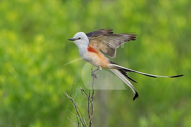 Adult
Galveston Co., TX
April 2022 stock-image by Agami/Brian E Small,