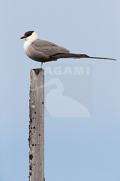 Long-tailed Jaeger (Stercorarius longicaudus), adult standing on a post stock-image by Agami/Saverio Gatto,