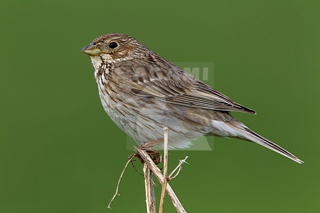 Grauwe Gors zittend op takje, Corn Bunting perched on stalk stock-image by Agami/Daniele Occhiato,