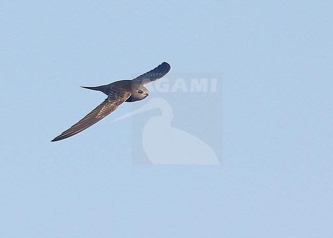 First-winter Pallid Swift (Apus pallidus), Cromer, Norfolk, England, during late autumn. stock-image by Agami/Steve Gantlett,