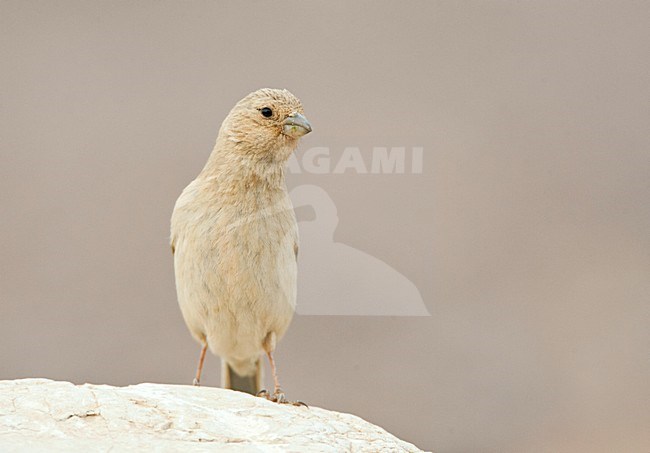 Sinairoodmus, Sinai Rosefinch, Carpodacus synoicus stock-image by Agami/Marc Guyt,