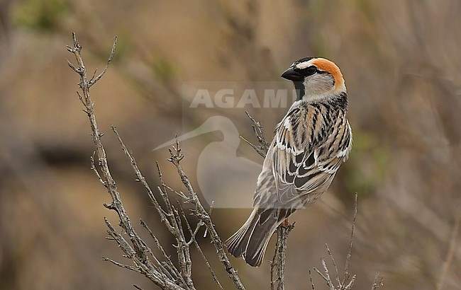 Saxaul Sparrow (Passer ammodendri) at his breeding grounds in southern Kazachstan stock-image by Agami/Eduard Sangster,