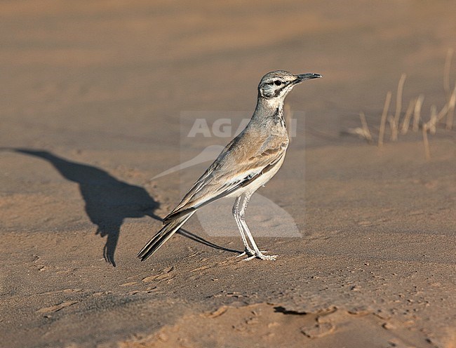 Greater Hoopoe-lark (Alaemon alaudipes alaudipes) standing on the ground in a north African desert. stock-image by Agami/Andy & Gill Swash ,