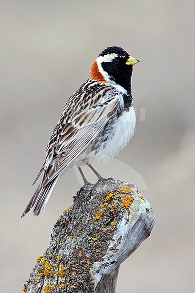 Adult male breeding
Nome Co., AK
May 2009 stock-image by Agami/Brian E Small,