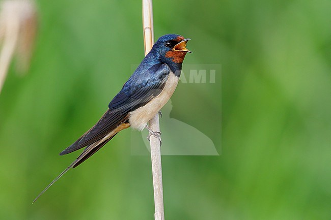 Barn Swallow (Hirundo rustica), side view of an adult singing from a reed, Campania, Italy stock-image by Agami/Saverio Gatto,