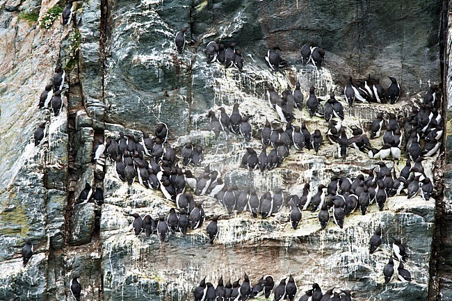Zeekoeten in broedkolonie op rotskust; Common Murres in colony on cliff stock-image by Agami/Roy de Haas,