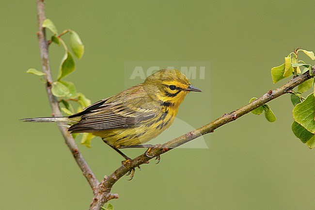 Mannetje Prairie zanger, Male Prairie Warbler stock-image by Agami/Brian E Small,