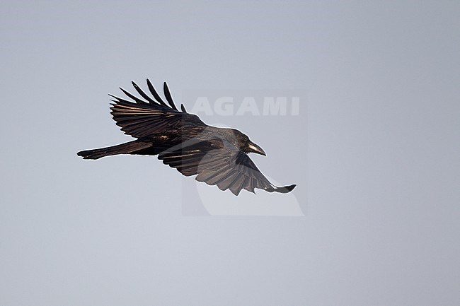 Indian Jungle Crow (Corvus culminatus) at Pench National Park, India stock-image by Agami/Helge Sorensen,