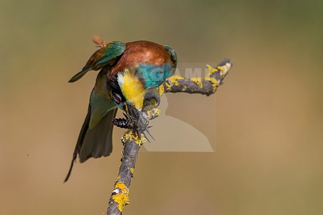 Bijeneter prooi dodend, European Bee-eater killing a prey stock-image by Agami/Daniele Occhiato,