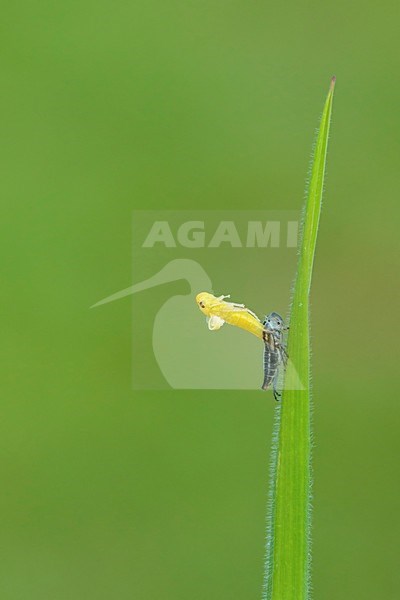 uitsluipende Groene cicade; emerging Green leafhopper; stock-image by Agami/Walter Soestbergen,