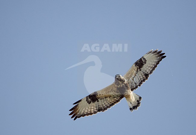 Ruigpootbuizerd in vlucht, Rough-legged Buzzard in flight stock-image by Agami/Markus Varesvuo,