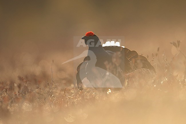 Mannetje Korhoen baltsend; Male Black Grouse displaying stock-image by Agami/Han Bouwmeester,