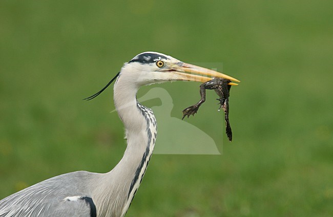 Foeragerende Blauwe Reiger met prooi; Foraging Grey Heron with prey stock-image by Agami/Menno van Duijn,