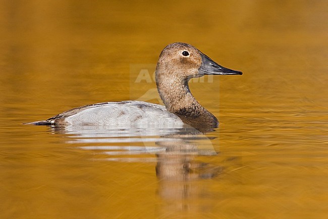 Canvasback (Aythya valisineria) swimming on a golden pond in Victoria, BC, Canada. stock-image by Agami/Glenn Bartley,