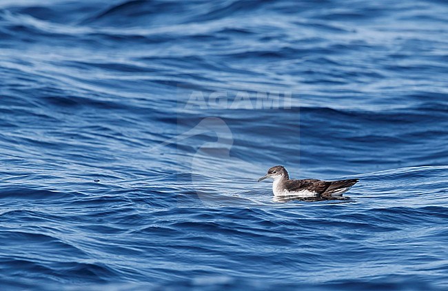 Manx Shearwater Ireland (Puffinus puffinus) stock-image by Agami/Tomi Muukkonen,