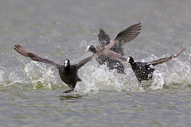 Meerkoet rennend over het water; Eurasian Coot running over water stock-image by Agami/Daniele Occhiato,