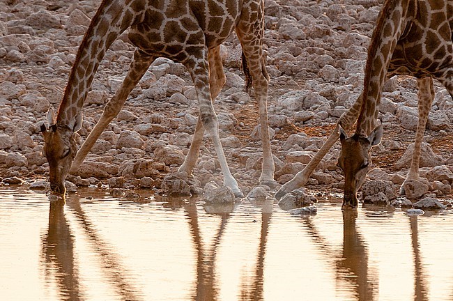 Giraffes, Giraffa camelopardalis, with legs splayed, drink at waterhole. Etosha National Park, Namibia. stock-image by Agami/Sergio Pitamitz,