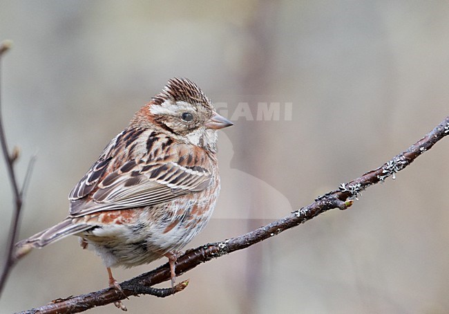 Volwassen vrouwtje Bosgors; Adult female Rustic Bunting stock-image by Agami/Markus Varesvuo,