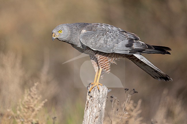A male Cinereous Harrier (Circus cinereus) at Mendoza, Argentina. stock-image by Agami/Tom Friedel,