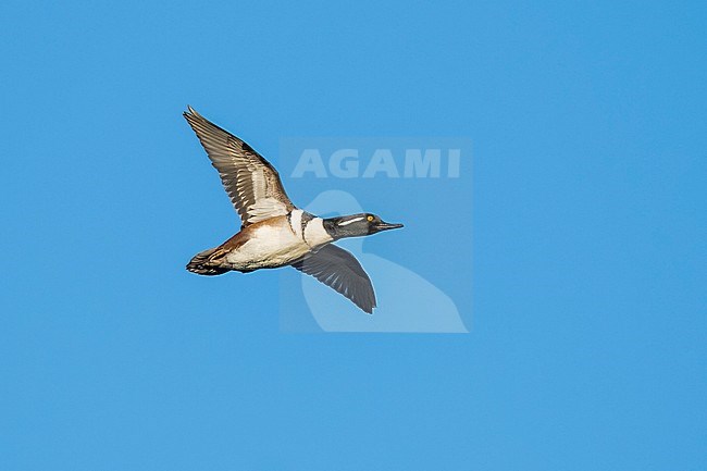 Adult male Hooded Merganser () in flight during winter.
Orange Co., California, USA stock-image by Agami/Brian E Small,