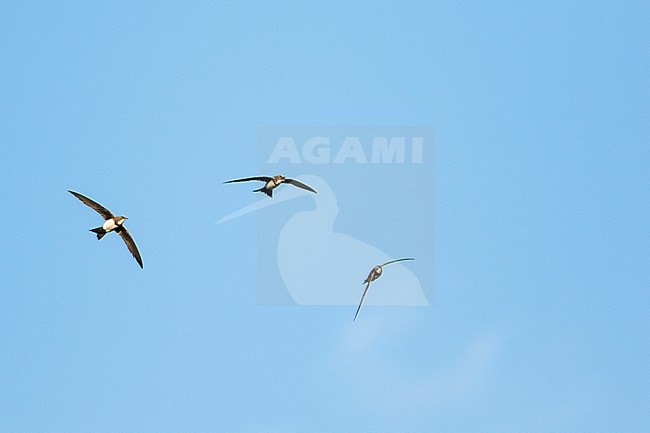 Alpine Swift - Alpensegler - Tachymarptis melba ssp. melba, Germany, adult stock-image by Agami/Ralph Martin,