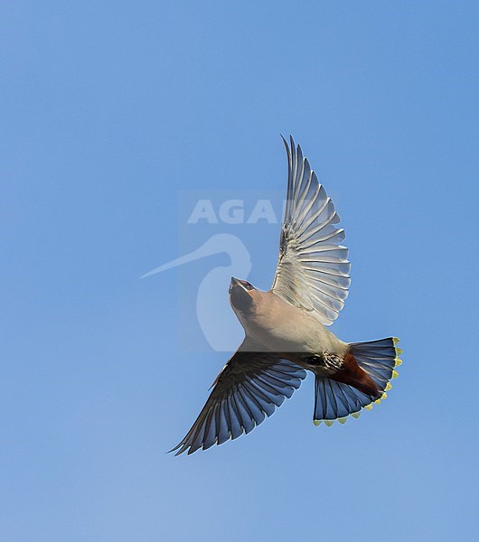 First-winter male Bohemian Waxwing (Bombicilla garrulus) on Texel, Netherlands. Catching insects in the air. stock-image by Agami/Marc Guyt,