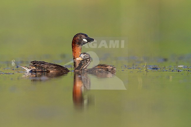 Little Grebe - Zwergtaucher - Tachybaptus ruficollis ssp. ruficollis, Germany, adult with chick stock-image by Agami/Ralph Martin,