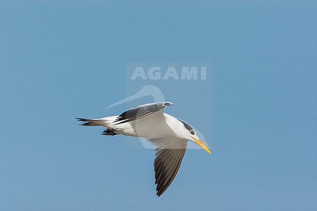 Adult African Royal Tern flying along the coast over the ocean, near Tanji bird reserve stock-image by Agami/Wil Leurs,