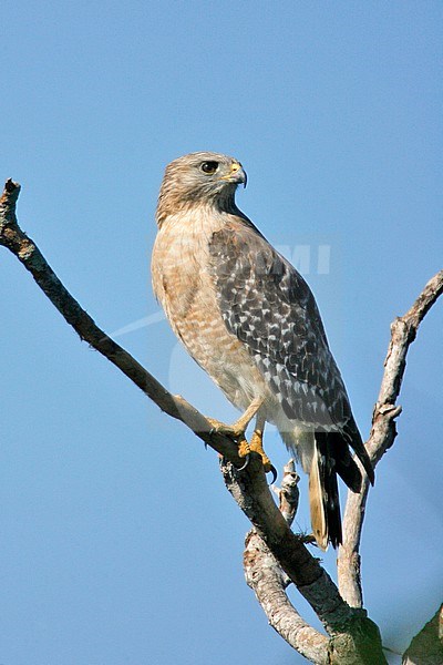 Adult  Red-shouldered Hawk, Buteo lineatus
Miami-Dade Co., Florida stock-image by Agami/Brian E Small,
