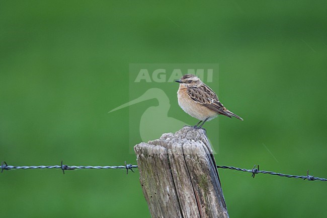 Paapje; Saxicola rubetra; Whinchat; Braunkelchen; Tarier des pres; lijsters; tapuiten; zeldzame broedvogel; Rode Lijst; zomergast; Drenthe; Fochteloerveen; zeldzaam; vogel; dier; natuur; oranje; avifauna; graslanden; verruigde; onkruiden; thrushes; wheatears; rare breeding bird; Red List; summer visitor; scarce; bird; animal; nature; orange; avian; grasslands; weeds; vrouwtje; female stock-image by Agami/Harvey van Diek,