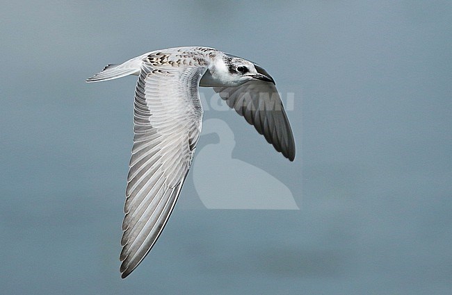 Whiskered Tern (Chlidonias hybrida), juvenile in flight, seen from the side, showing upperwing. stock-image by Agami/Fred Visscher,