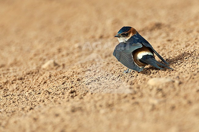 Adult Red-rumped Swallow (Cecropis daurica) in Israel stock-image by Agami/Marc Guyt,