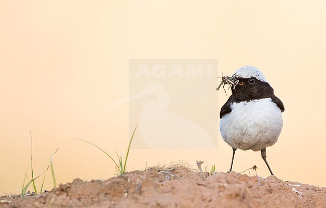 Finsch's Wheatear (Oenanthe finschii) adult male perched on a rock with food stock-image by Agami/Ralph Martin,