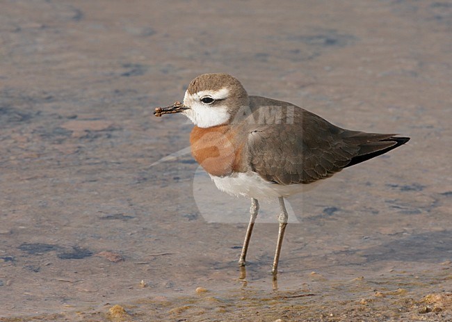 Kaspische Plevier volwassen staand water; Caspian Plover adult perched in water stock-image by Agami/Markus Varesvuo,