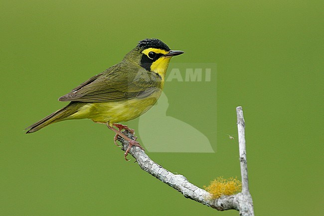 Adult male
Grimes Co., TX
April 2007 stock-image by Agami/Brian E Small,