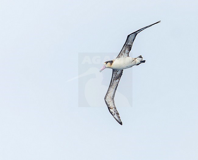 Short-tailed Albatross (Phoebastria albatrus) at sea off Torishima island, Japan. Also known as Steller's albatross. stock-image by Agami/Marc Guyt,