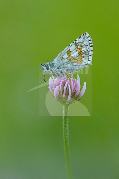 Safflower skipper resting on small plant in Mercantour in France. stock-image by Agami/Iolente Navarro,