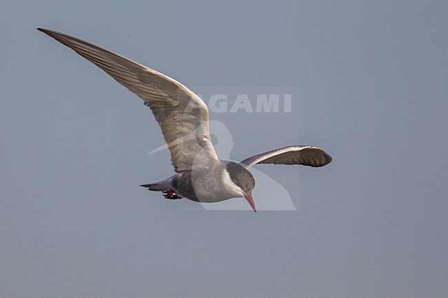 Witwangstern; Whiskered Tern; Chlidonias hybrida stock-image by Agami/Daniele Occhiato,