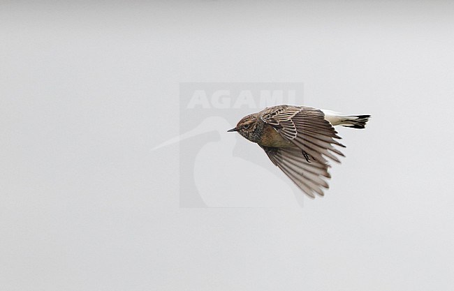 First-year male Pied Wheatear in flight at Skanör, Sweden. stock-image by Agami/Helge Sorensen,