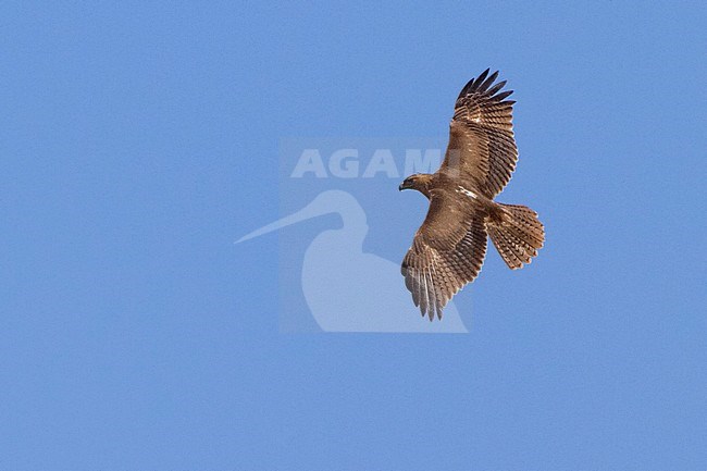 Bonelli's Eagle (Aquila fasciata), juvenile in flight showing upperparts stock-image by Agami/Saverio Gatto,