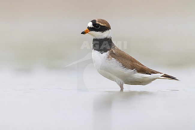 Common Ringed Plover (Charadrius hiaticula) in Italy. stock-image by Agami/Daniele Occhiato,