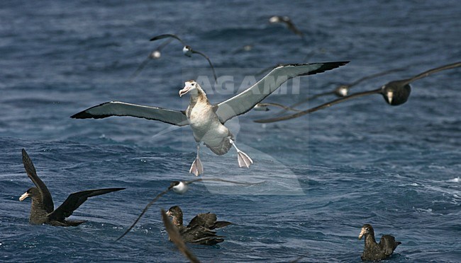 Tristanalbatros in vlucht; Tristan Albatros in flight stock-image by Agami/Marc Guyt,