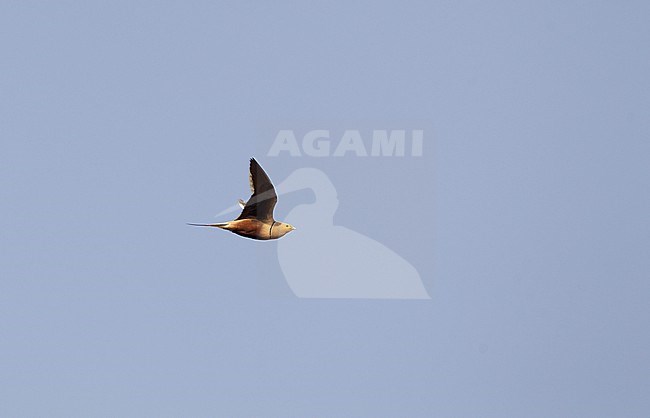 Chestnut-bellied Sandgrouse (Pterocles exustus erlangeri), in flight at Wamm Farms, UAE stock-image by Agami/Helge Sorensen,