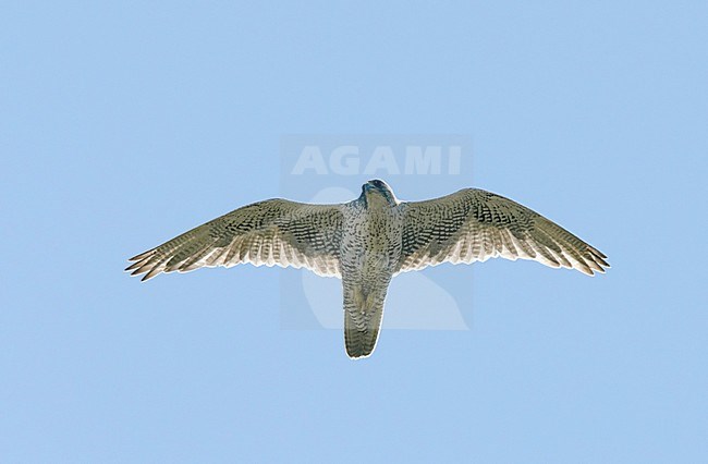 Giervalk, Gyrfalcon, Falco rusticolus stock-image by Agami/Tomi Muukkonen,