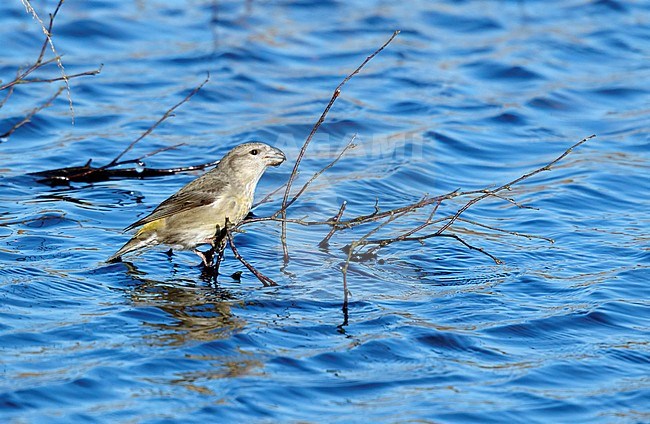 Grote Kruisbekwater drinkend, Parrot Crossbill drinking above water, stock-image by Agami/Walter Soestbergen,